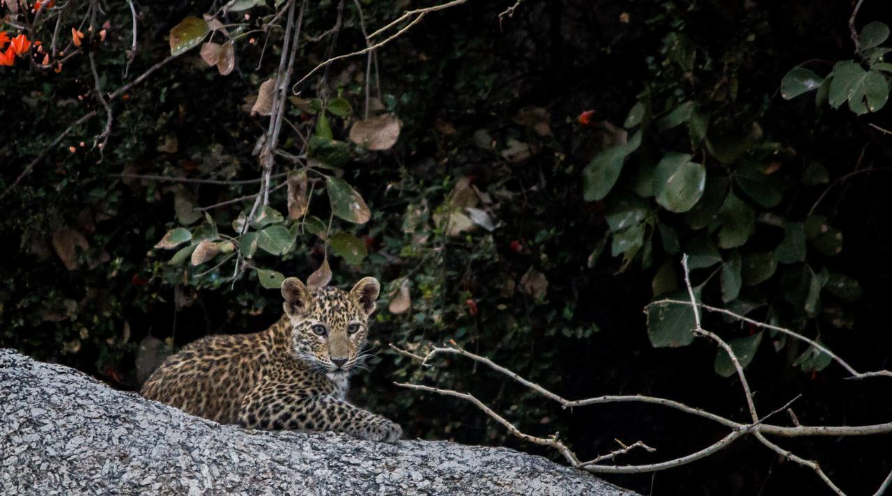 Amritara Jawai Resort Pāli Eksteriør billede
